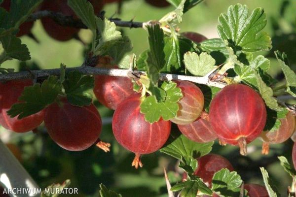 Drzewa i krzewy owocowe. Agrest Czerwony Triumf